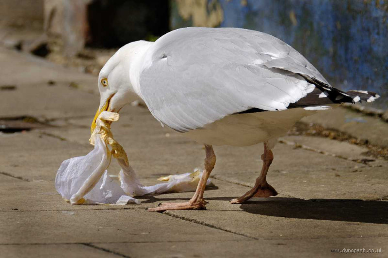 What Smell Do Seagulls Dislike? Effective Odors for Keeping Them Away