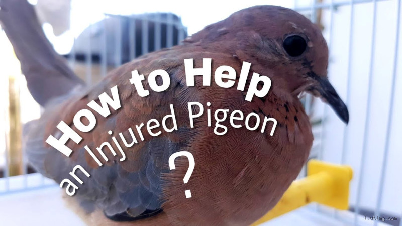 How to Help a Pigeon After an Attack: A Comprehensive Guide