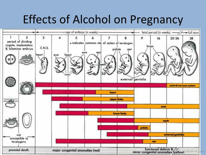 What Trimester Does Alcohol Affect Fetus the Most? Shocking Truths You Need to Know