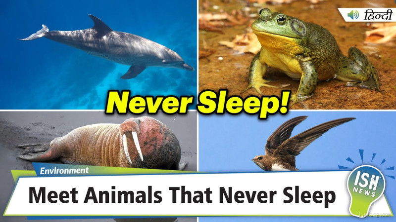 Which Animal Never Sleeps? The Mystery of Sleepless Creatures