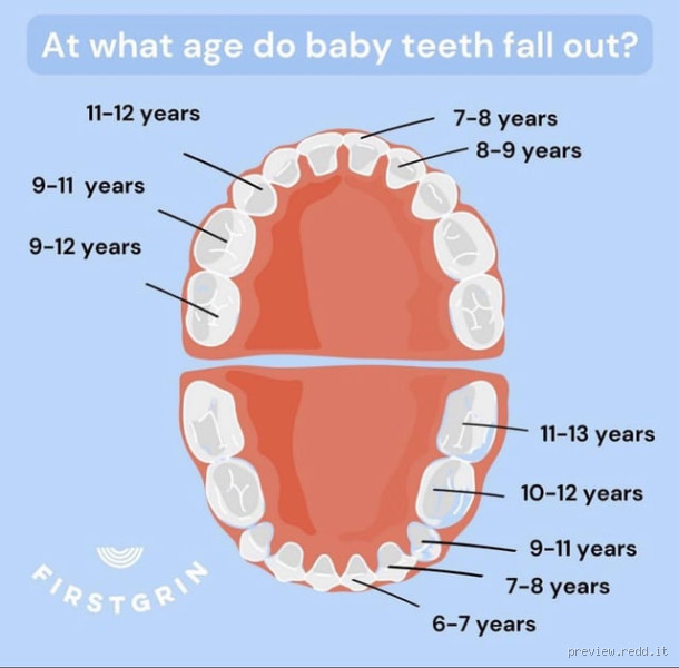 Which Teeth Fall Out at Age 11? The Honest Truth for Parents