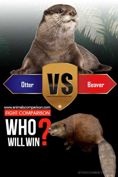 Who Would Win a Fight Between a Beaver and an Otter?