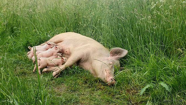 Why Are Pregnant Pigs Slaughtered? The Truth Behind the Practice