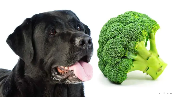 Why Can't Dogs Eat Broccoli? The Surprising Truth You Need to Know