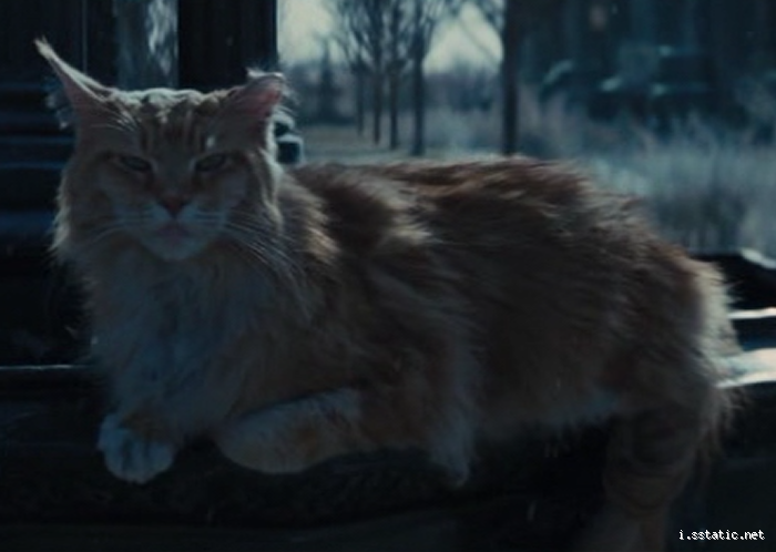 Why Did Prim's Cat Change in The Hunger Games Series?