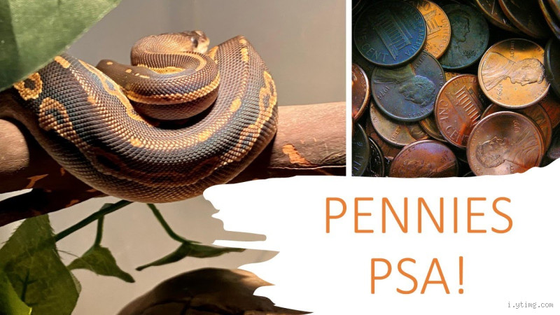 Why Do People Put Pennies in Snake Water? Unveiling the Mystery