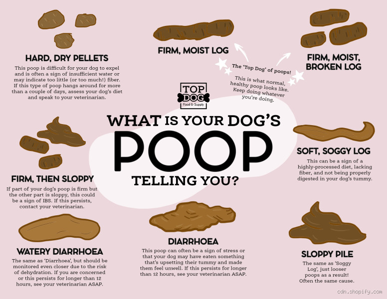 Why does my dog have runny poop but not diarrhea?