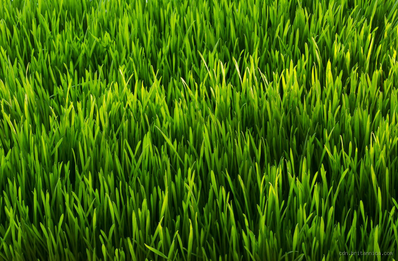 Why Is the Grass Green and Not Purple or Orange?