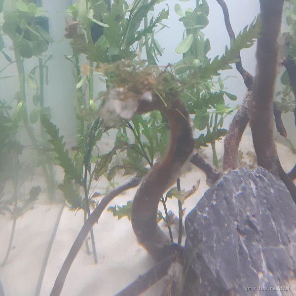 Will Biofilm Go Away on Its Own: Understanding Removal and Prevention Methods?