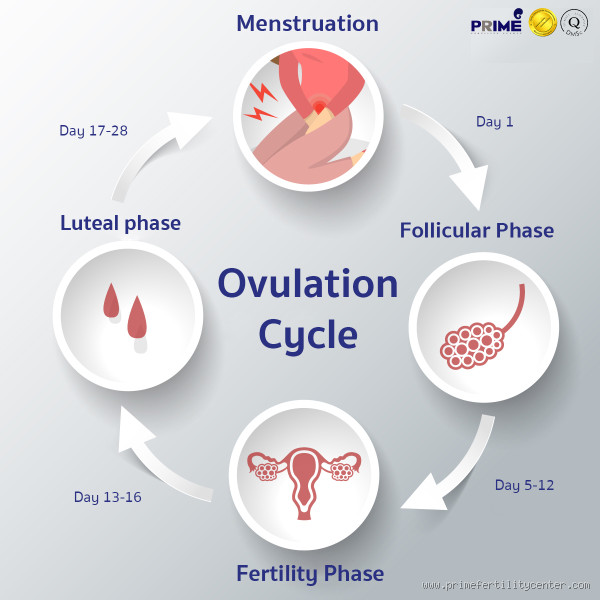 How Can You Tell the Difference Between Ovulation and Anovulation?