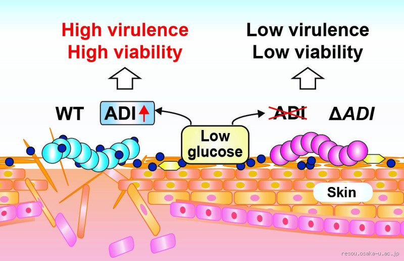 What Kills Streptococcus on Skin? Discover Effective Solutions
