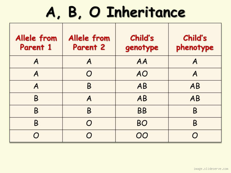 Does a Child Inherit Their Father's Blood Group?