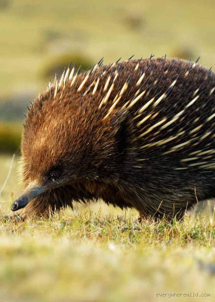 5 Mammals That Lay Eggs: Discover the Unusual Wonders of Nature