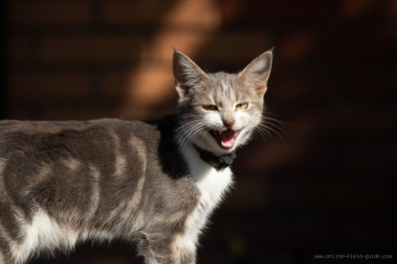 What Animal Makes a Loud Screeching Noise at Night in the UK?