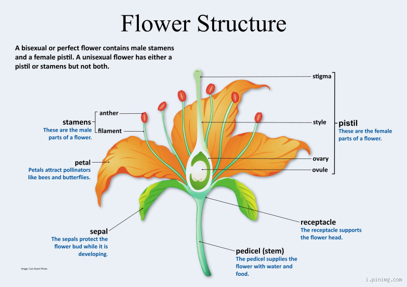 What Are Flowers? A Detailed Description of Their Different Parts