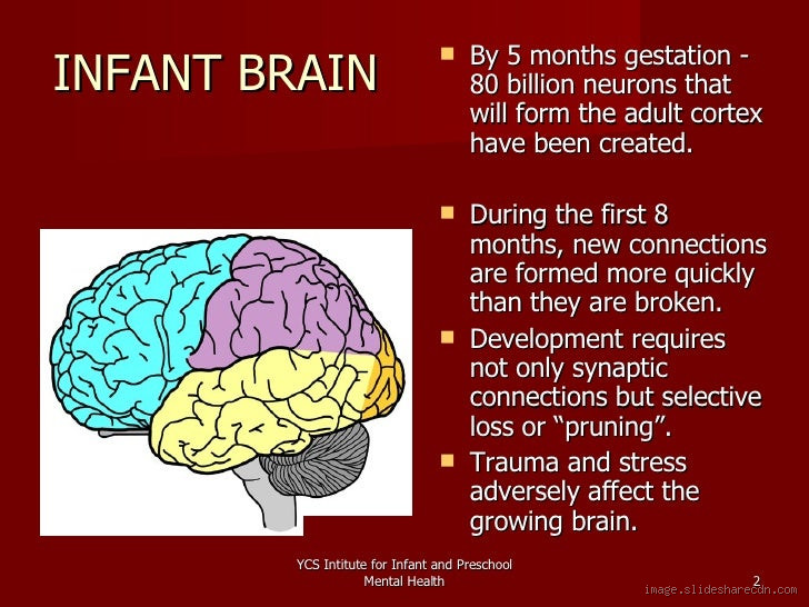 What Are the Most Significant Brain Changes That Occur During Infancy?