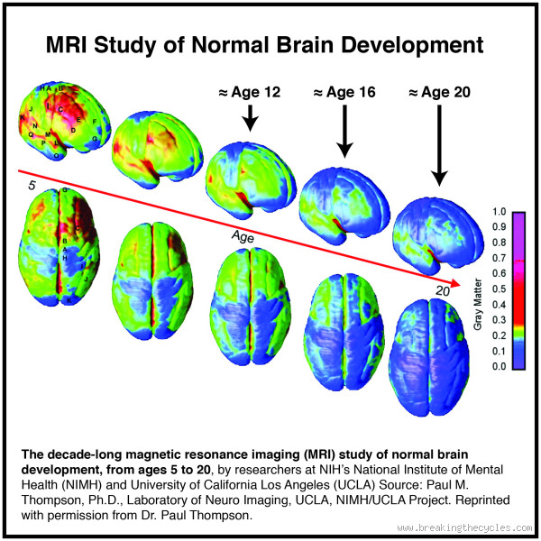 What changes in the brain at 8 years old?