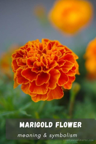What Do Marigolds Symbolize? Unveiling the Meaning Behind Their Bright Petals