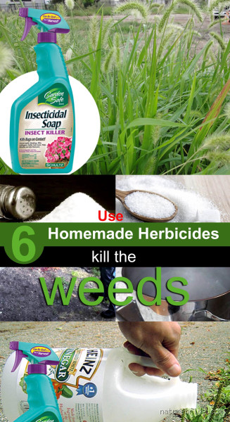 What is the Best Chemical to Get Rid of Weeds? Find Out Now!