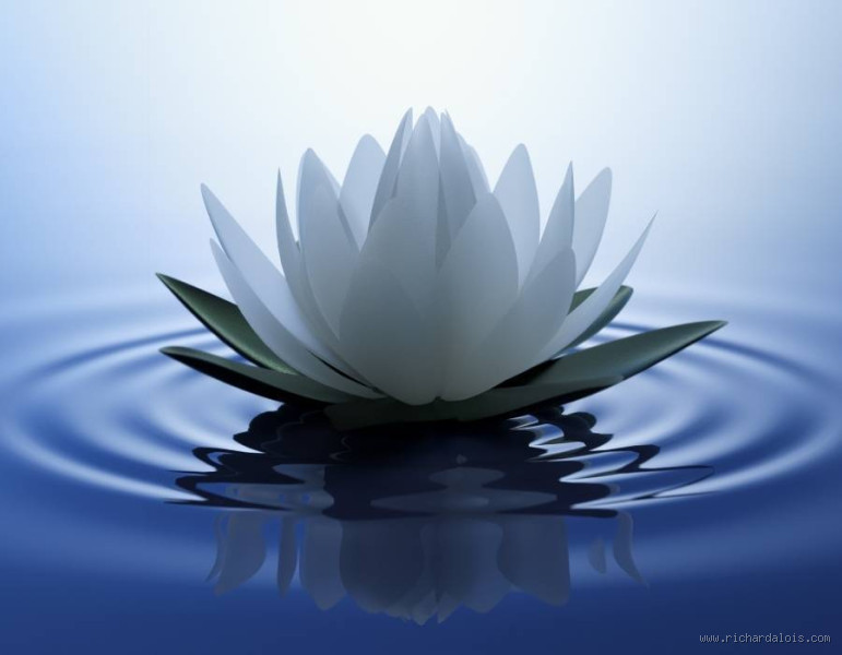 What is the Flower of Wisdom? Unveiling the Symbol of Knowledge