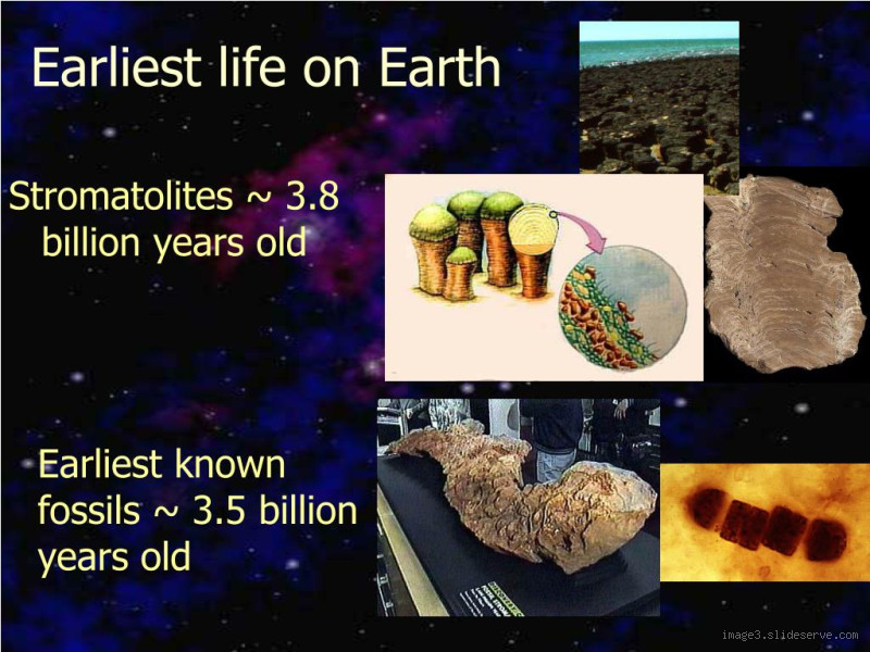 What Is the Oldest Form of Life on Earth? A Journey into Deep Time