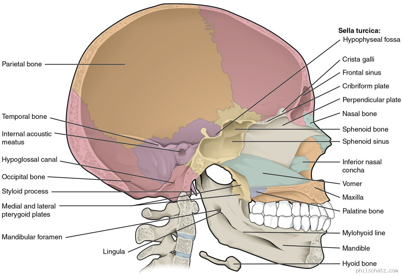 What is the Strongest Area of the Head? Uncovering the Secrets of Skull Strength