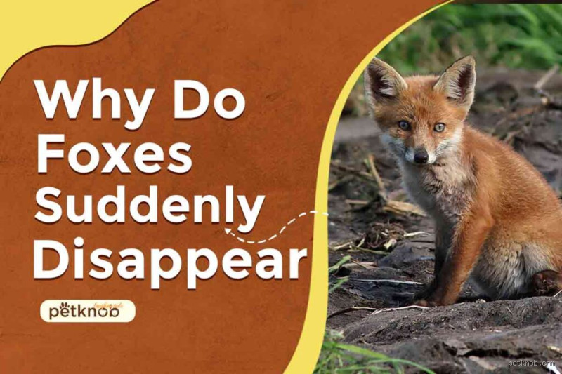 Why Do Foxes Suddenly Disappear? Unveiling the Mystery Behind Their Vanishing