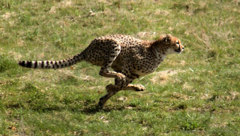What is the Fastest Animal? The Speed King of the Animal Kingdom