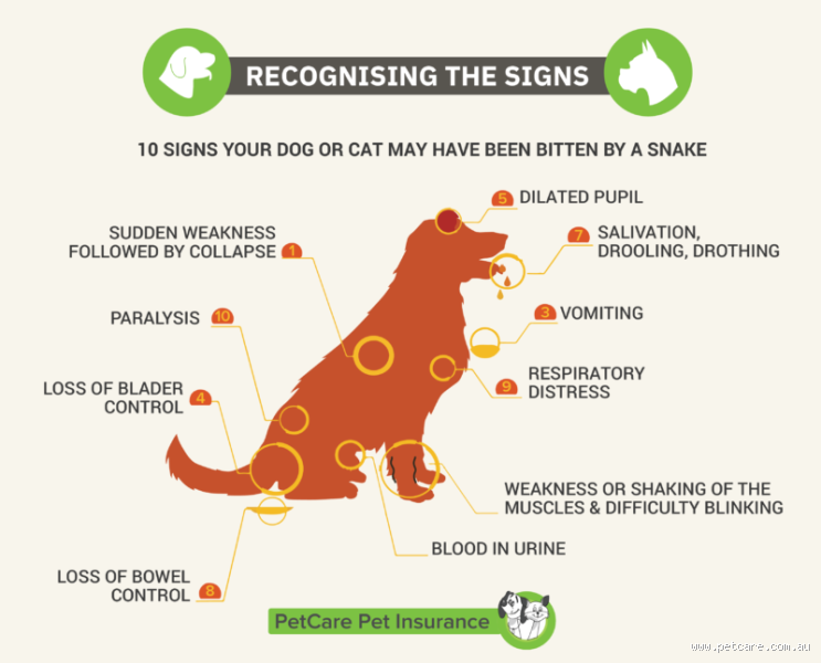 How Quickly Do Dogs Show Signs of Snake Bite?