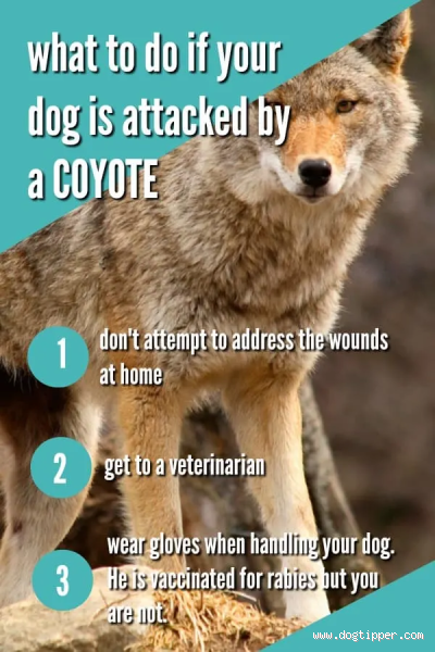 What to Do If a Coyote Follows You and Your Dog? Stay Safe and Act Quickly